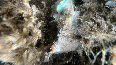 Stypopodium flabelliforme