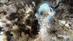 Stypopodium flabelliforme