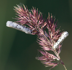 Myelois circumvoluta