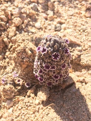 Pholisma arenarium