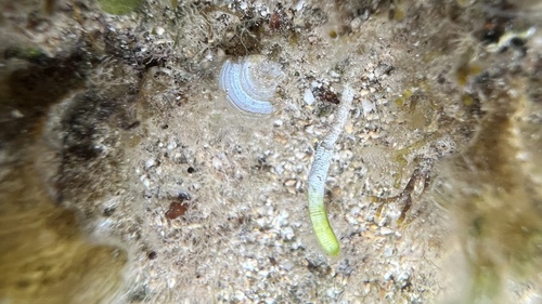 Neomeris annulata observed 2022-05-28