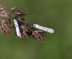 Myelois circumvoluta