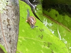 Ovachlamys
