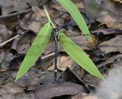 Heliogomphus promelas