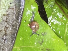 Ovachlamys