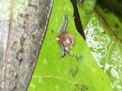 Ovachlamys