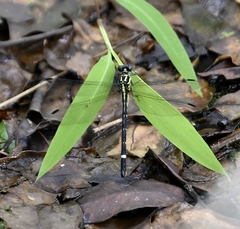 Heliogomphus promelas