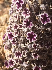 Pholisma arenarium
