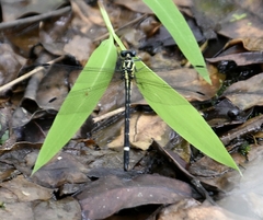 Heliogomphus promelas