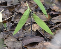 Heliogomphus promelas