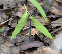 Heliogomphus promelas
