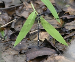 Heliogomphus promelas