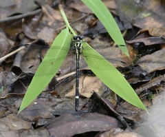 Heliogomphus promelas