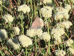 Satyrium