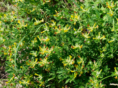 Chamaecytisus supinus