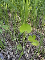 Ranunculus cassubicus
