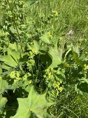 Alchemilla subcrenata