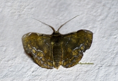 Fascellina