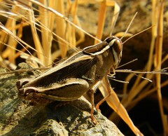 Calliptamus italicus
