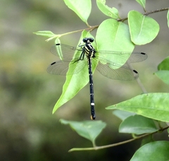 Heliogomphus promelas