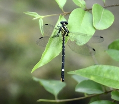 Heliogomphus promelas