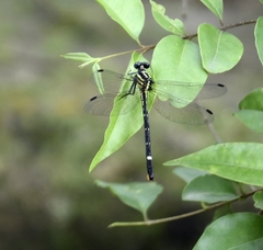 Heliogomphus promelas