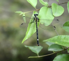 Heliogomphus promelas