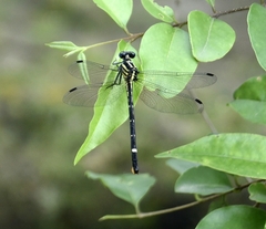Heliogomphus promelas
