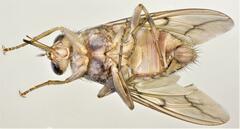 Glossina brevipalpis