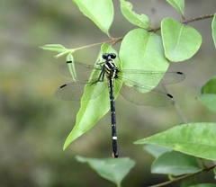 Heliogomphus promelas
