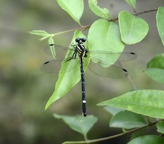 Heliogomphus promelas