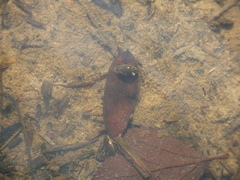 Tropisternus lateralis