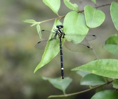 Heliogomphus promelas