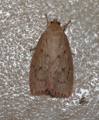 Prionocris protoxantha