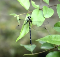 Heliogomphus promelas