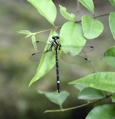 Heliogomphus promelas