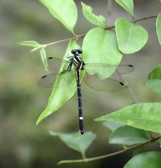 Heliogomphus promelas