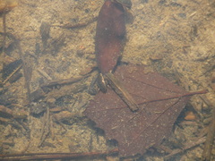 Tropisternus lateralis