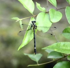 Heliogomphus promelas