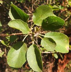Cordia monoica