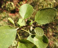 Cordia monoica