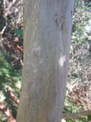 Cordia monoica
