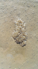 Alloteuthis subulata