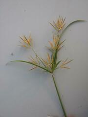 Cyperus distans