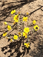 Eriophyllum wallacei