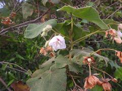 Dombeya burgessiae