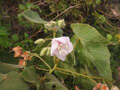 Dombeya burgessiae