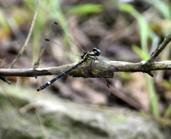 Heliogomphus promelas