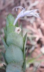 Ecbolium glabratum
