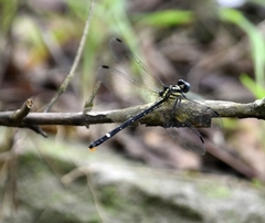 Heliogomphus promelas